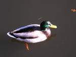 Wildlife