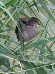 Moorhens