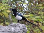 Magpie