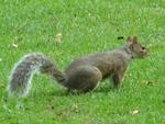 Squirrels