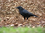 Crows