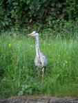 Heron