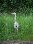 Heron
