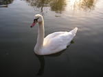 Swans